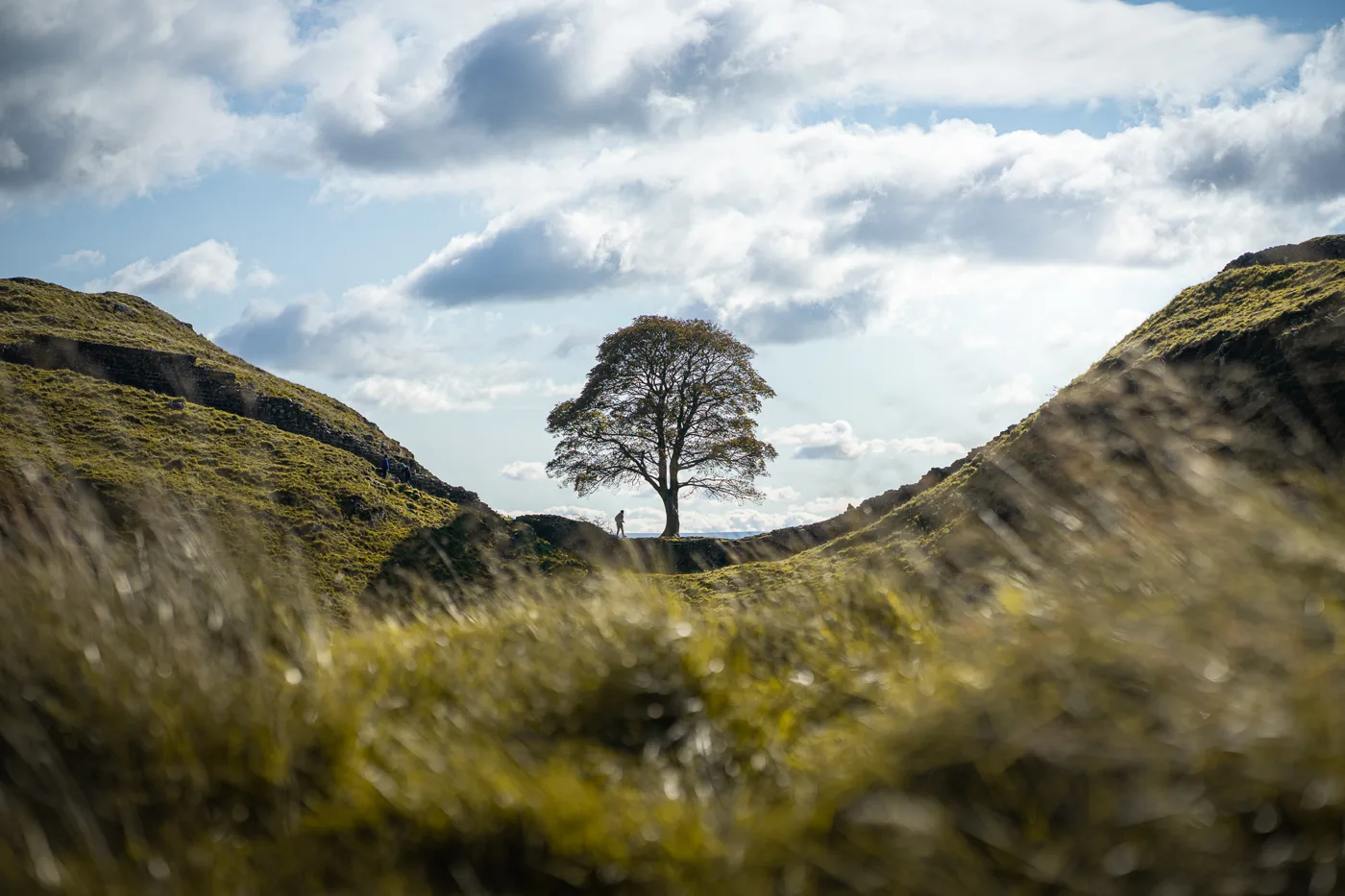The original Sycamore Gap tree, from which the Barmby Moor sapling was grown